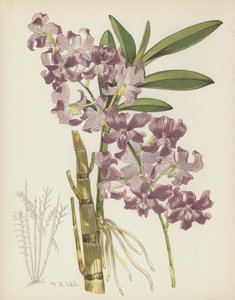 Dendrobium Superbiens door English School